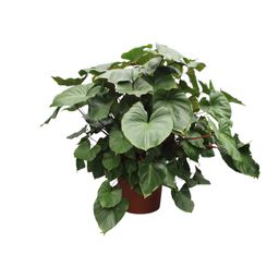 Homalomena Rubescens Maggy - 170 cm - ø60 (8721055690979)