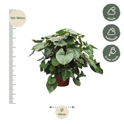 Homalomena Rubescens Maggy - 170 cm - ø60 (8721055690979)