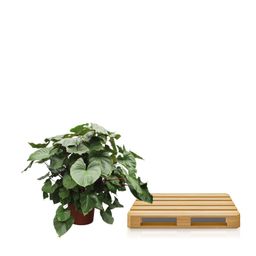 Homalomena Rubescens Maggy - 170 cm - ø60 (8721055690979)