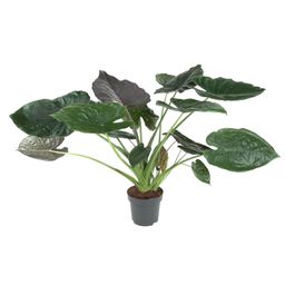 Alocasia Wentii - 120 cm - ø32 (8721055692041)