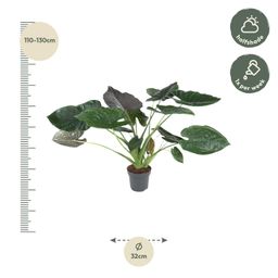 Alocasia Wentii - 120 cm - ø32 (8721055692041)