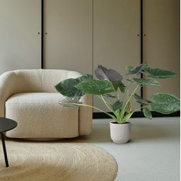 Alocasia Wentii - 120 cm - ø32 (8721055692041)