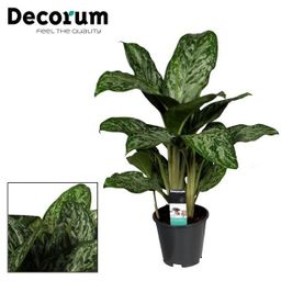 Aglaonema Greenlight (Decorum) (27961)