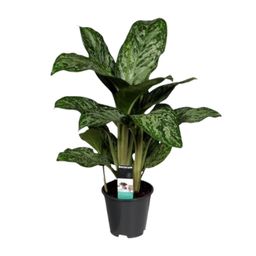 Aglaonema Greenlight (Decorum) (27961)