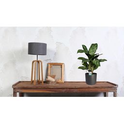 Aglaonema Greenlight (Decorum) (27961)