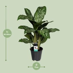 Aglaonema Greenlight (Decorum) (27961)