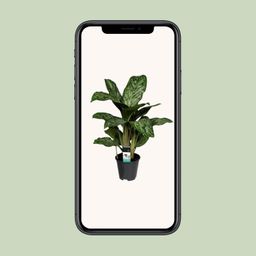Aglaonema Greenlight (Decorum) (27961)