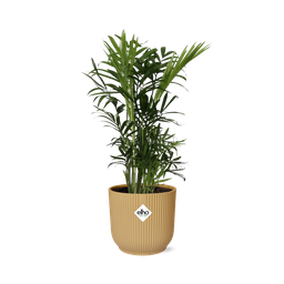Chamaedorea Elegans in ELHO Vibes Fold 14cm geel (21675)