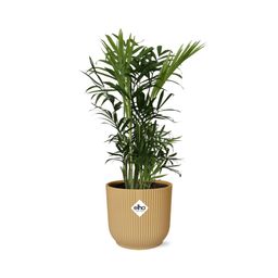 Chamaedorea Elegans in ELHO Vibes Fold 14cm geel (21675)
