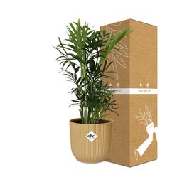 Chamaedorea Elegans in ELHO Vibes Fold 14cm geel (21675)