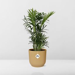 Chamaedorea Elegans in ELHO Vibes Fold 14cm geel (21675)