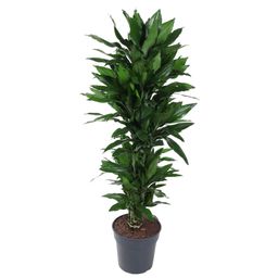 Dracaena Janet Lind vertakt - 120 cm - ø27 (8721055692522)