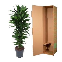Dracaena Janet Lind vertakt - 120 cm - ø27 (8721055692522)