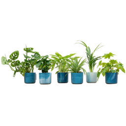 Verrassingsbox - 6 planten inclusief elho Ocean Round atlantisch blauw Ø14 (8721055698180)