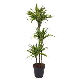 Dracaena Lemon Lime - 130 cm - ø24 (8721055692546)