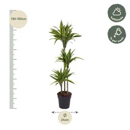 Dracaena Lemon Lime - 130 cm - ø24 (8721055692546)