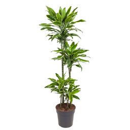 Dracaena Golden Coast - 140 cm - ø27 (8721055692393)
