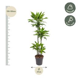 Dracaena Golden Coast - 140 cm - ø27 (8721055692393)
