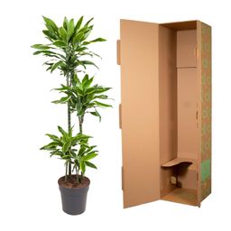 Dracaena Golden Coast - 140 cm - ø27 (8721055692393)