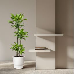 Dracaena Golden Coast - 140 cm - ø27 (8721055692393)