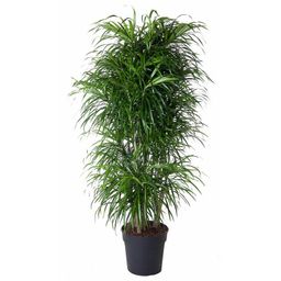 Dracaena Anita vertakt - 160 cm - ø34 (8721055692188)