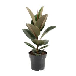 Ficus Elastica Robusta (11855)