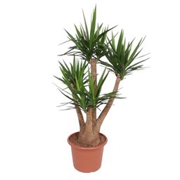 Yucca Elephantipes vertakt - 170 cm - ø45 (8721055691754)