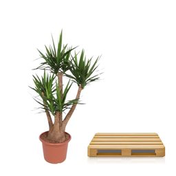 Yucca Elephantipes vertakt - 170 cm - ø45 (8721055691754)