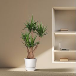 Yucca Elephantipes vertakt - 170 cm - ø45 (8721055691754)