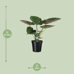 Alocasia Wentii - Olifantsoor (8720634284127)