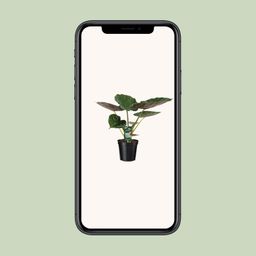 Alocasia Wentii - Olifantsoor (8720634284127)