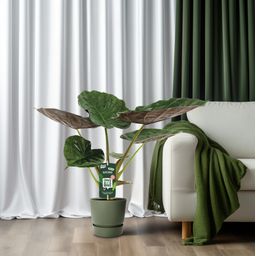Alocasia Wentii - Olifantsoor (8720634284127)