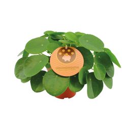 Pilea Peperomioides (12996)