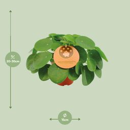 Pilea Peperomioides (12996)
