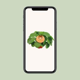 Pilea Peperomioides (12996)