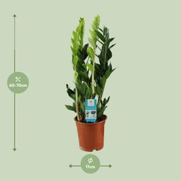 Zamioculcas Zamiifolia (16406)