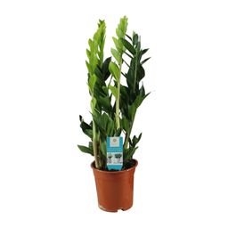 Zamioculcas Zamiifolia (16406)