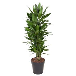 Dracaena Janet Lind vertakt - 110 cm - ø27 (8721055692515)