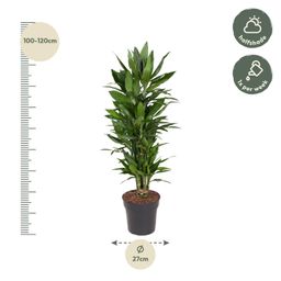 Dracaena Janet Lind vertakt - 110 cm - ø27 (8721055692515)