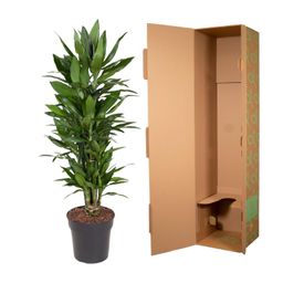 Dracaena Janet Lind vertakt - 110 cm - ø27 (8721055692515)