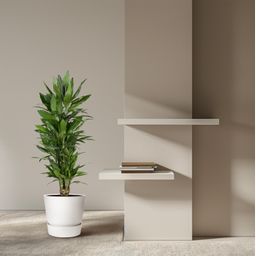 Dracaena Janet Lind vertakt - 110 cm - ø27 (8721055692515)
