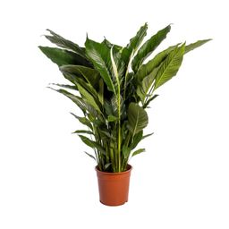 Spathiphyllum Sweet Sebastiano (12230)