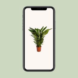 Spathiphyllum Sweet Sebastiano (12230)