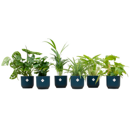 Verrassingsbox - 6 planten inclusief elho Vibes Fold Round Ø14 blauw (8721055697824)