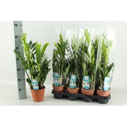 Zamioculcas 14 Cm (22447)