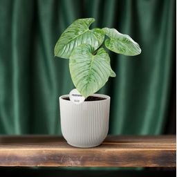 Philodendron Sodiroi (16575)