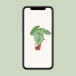 Philodendron Sodiroi (16575)
