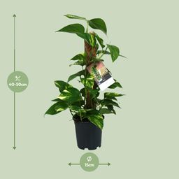 Scindapsus Epipremnum (12482)