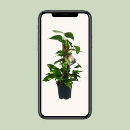 Scindapsus Epipremnum (12482)