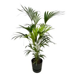 Kentia palm inclusief elho Greenville Round zwart (8721081601437)